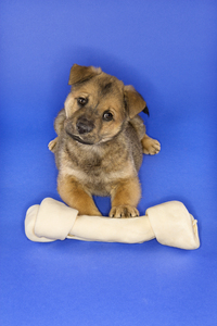 Puppy with  Dog Bone